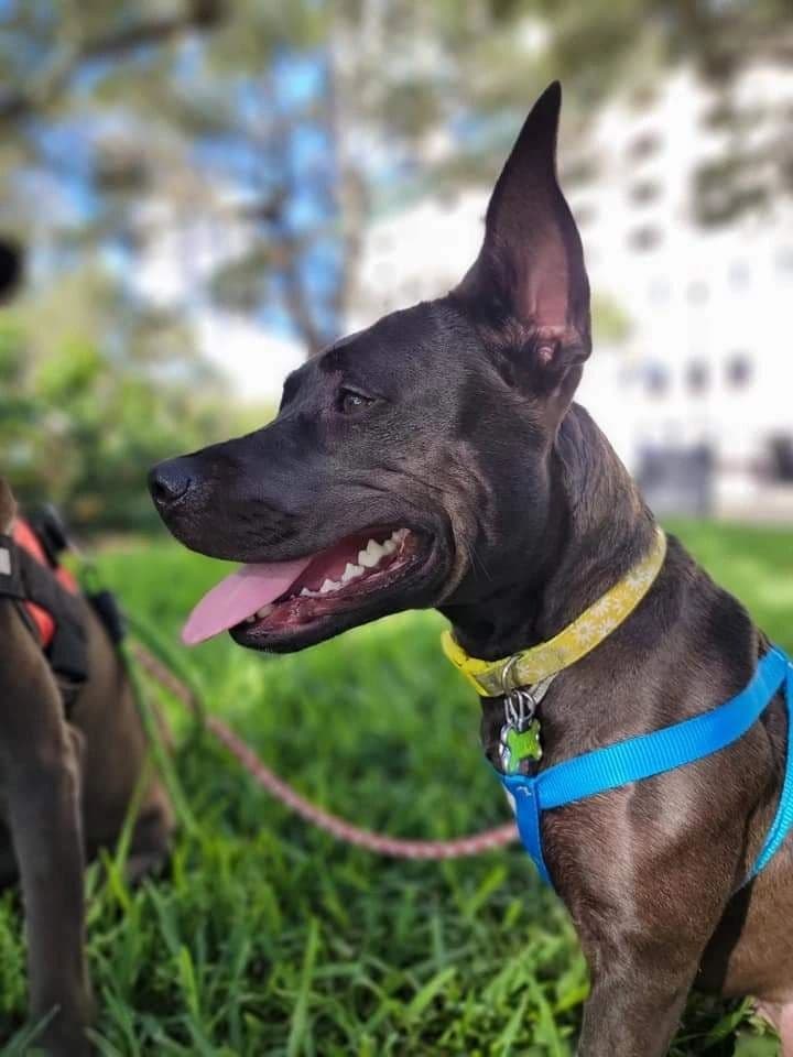 Daisy in the grass wearing a blue harness.