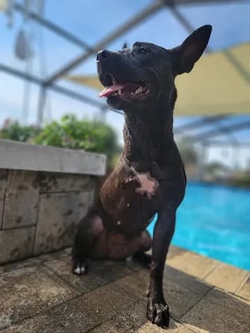Daisy, a dark brindle dog with tall pointed ears, sitting poolside with her tongue out, looking up happily.